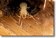 termite detection